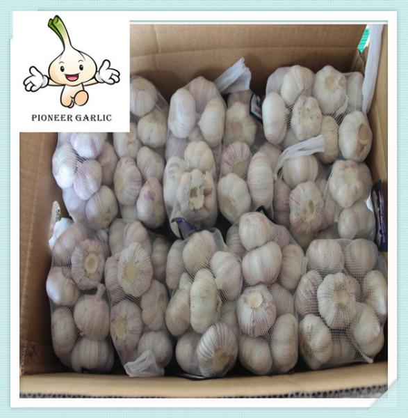 Top Quality Garlic China Garlic In Cartons Best Qaulity Red Garlic