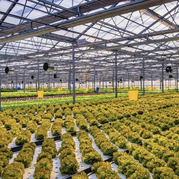 Structure en acier, bonne transmission de la lumière, serre en verre pour la culture des fleurs JX-A00241