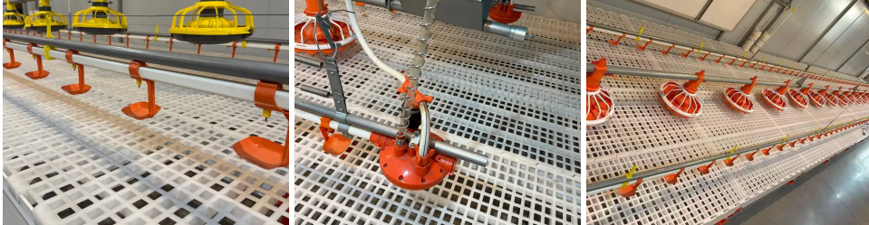 Automatic Broiler Feeding Line with 12,000 Eggs per Hour Capacity and Modular Assembly for Poultry Farm Chicken Feed Equipment