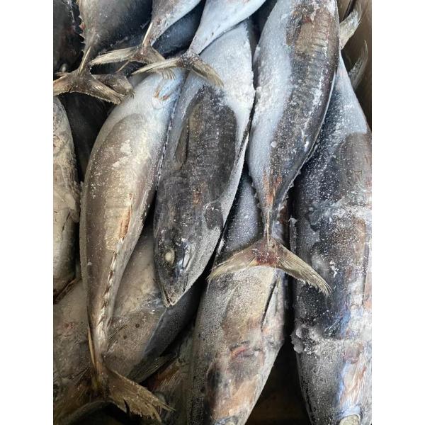 Рыбы пеламиды новой ранга посадки очень вкусной 100g 300g A+ замороженные для продажи