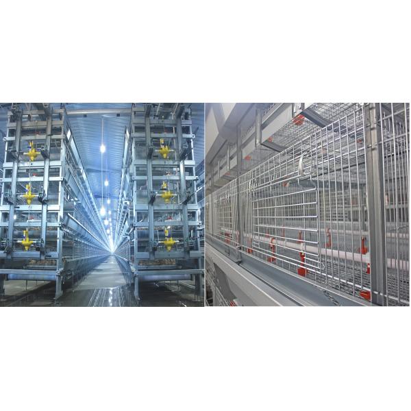 Стальная система клетки бройлера Q235, 108-144 клетка слоя яруса птиц 4