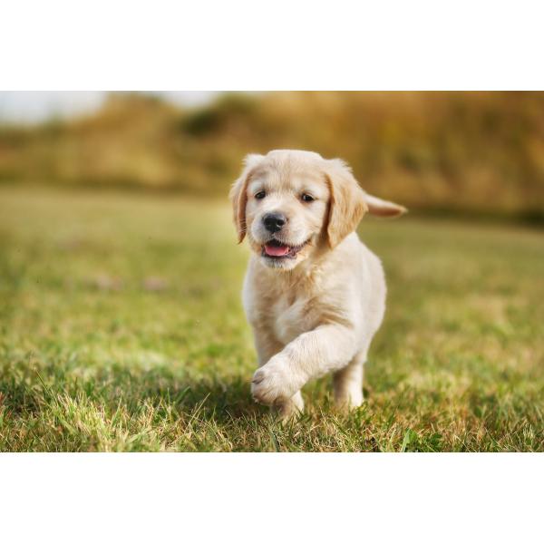 Multicolor Compostable Dog Poop Bags