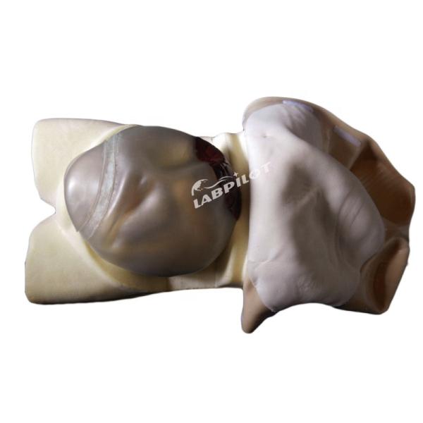 Advanced PVC Maternity Nursing Care Manikin Essential for Maternity Palpation Training