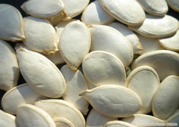 Big Size Roasted Seeds Pumpkin Seed 13% Moisture Content Natural White Color