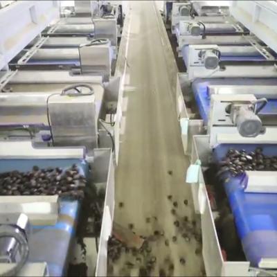 Intelligent High Capacity Chestnut Sorting Machine (304 Stainless Steel): Smart, Durable, Labor-Saving