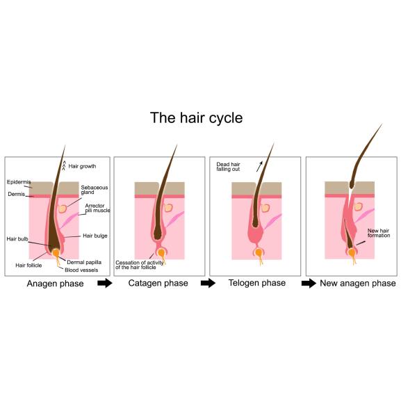 Portable E Light OPT SHR Hair Removal Machine 950nm Painfree 2500W Power Supply