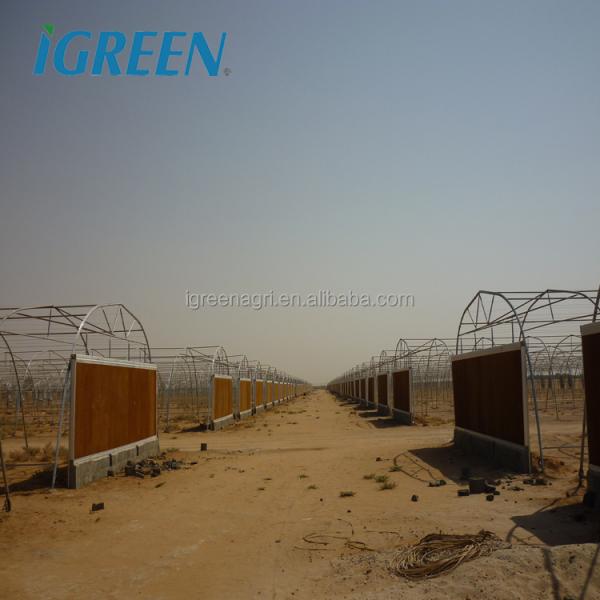 Low Cost Metal Frame Greenhouse for Vegetable Growing