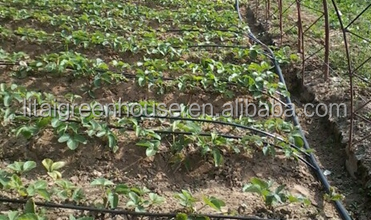 Настраиваемый размер покрытый пленкой птицефабрика теплица длина 30-100 м с пленкой