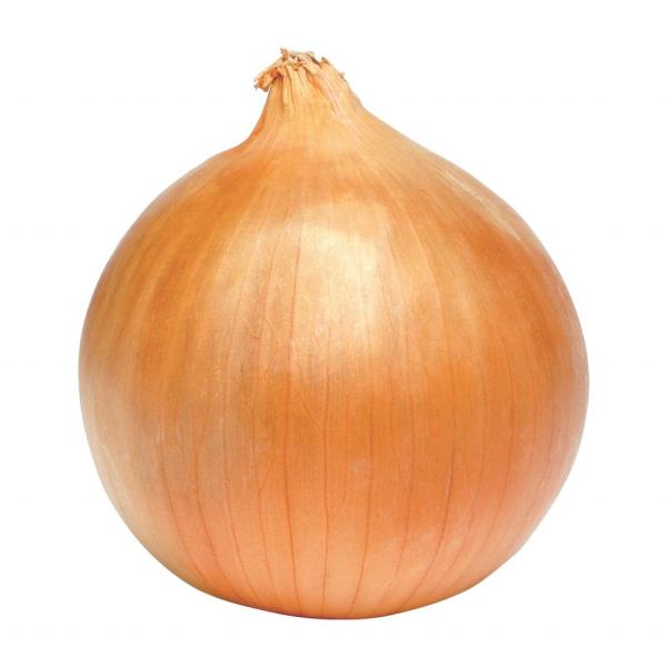 2023 new crop of brand fresh onions yellow white long lasting peeled onion price in China Chinese onion