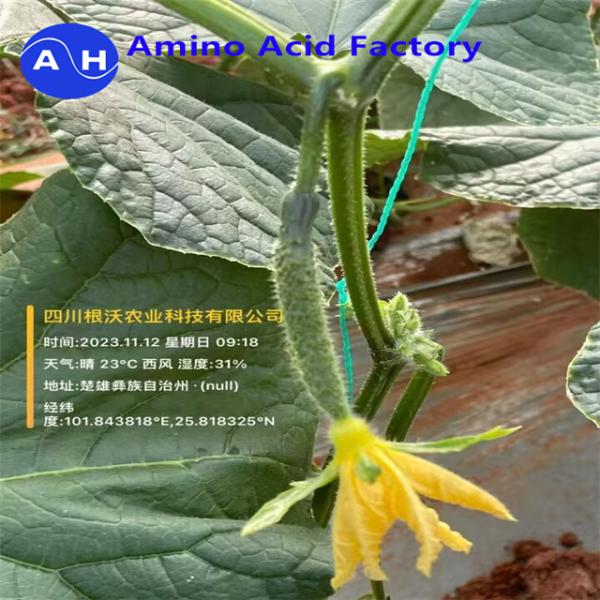 Рыбий белок гидролизированный порошок удобрение 80% аминокислоты