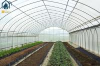 Customizable Multi Span Tunnel Greenhouse For Medium And Large Scale Farm