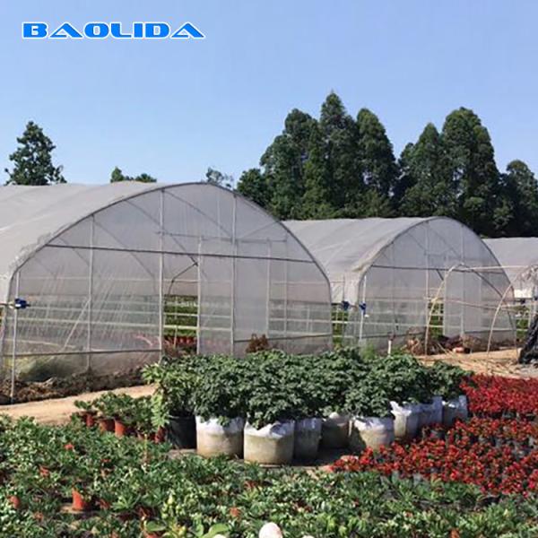 A estufa plástica galvanizada do túnel do único período personalizou o crescimento vegetal