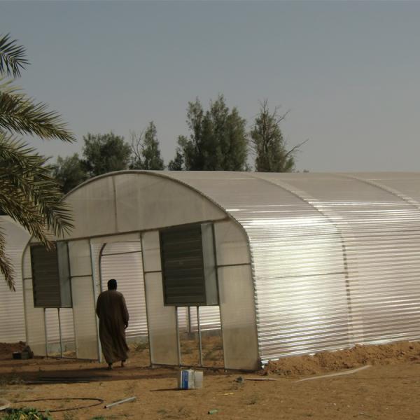 10m Width Tunnel Light Deprivation Greenhouse Single Layer With Galvanized Steel Pipe