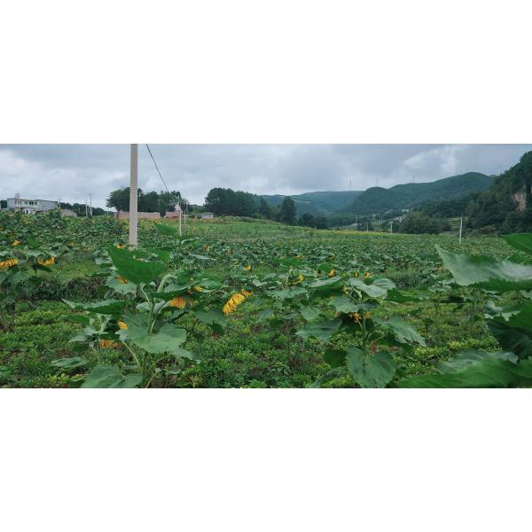 Fibra dietética que induce la saciedad Extracto de konjac en polvo Elevación dietética Ingrediente natural de alimentos