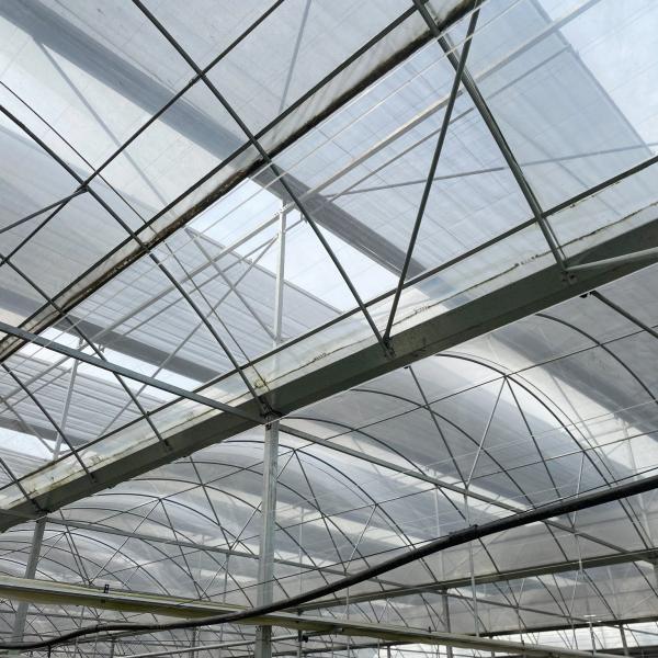 Полуфабрикат томаты прокладывают тоннель пластиковый парник/парник пяди фильма Multi