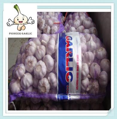 new season normal white garlic fresh garlic price factory outlets natural garlic
