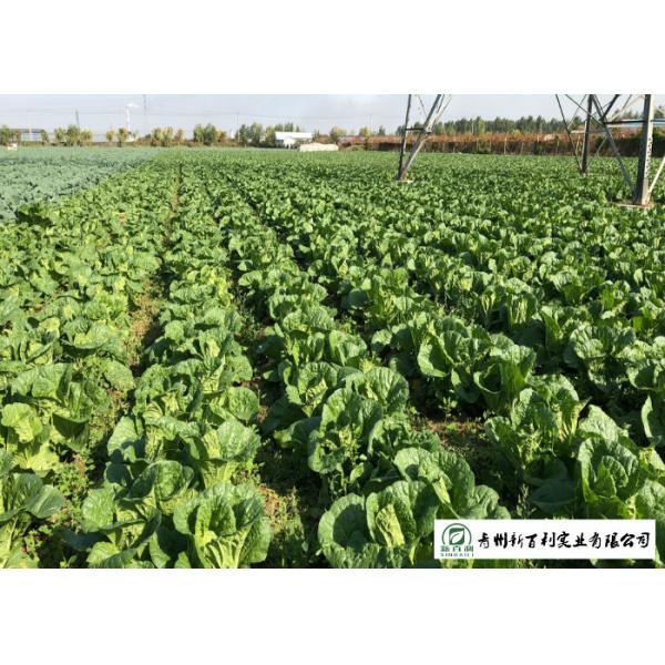 Fiber Shin Flat Head Cabbage No Yellow Flower , Flathead Cabbage HACCP & GAP