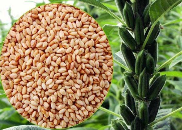 Nutritious Sesame Natural Edible Oil , Anti Aging Edible Oil Hypolipidemic
