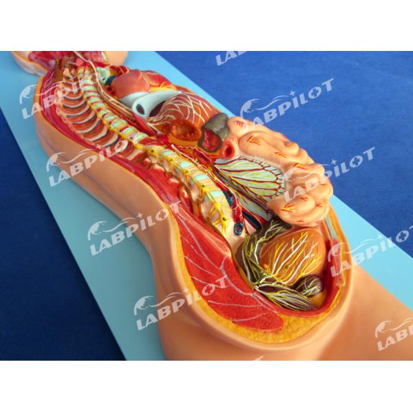 Detailed Human Life Size Anatomical Model for Automatic Nervous System and Torso Organs