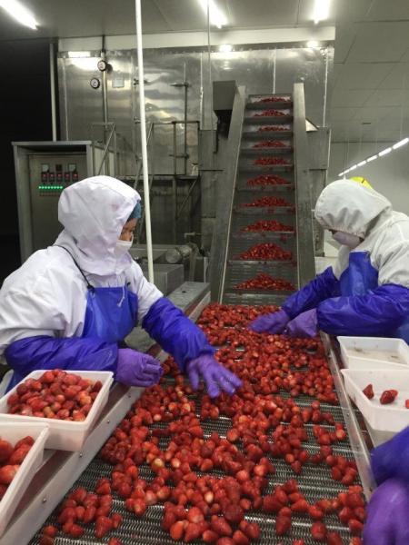 Certified Premium Quality Kinds Of Chinese IQF Frozen Fruits IQF Strawberry