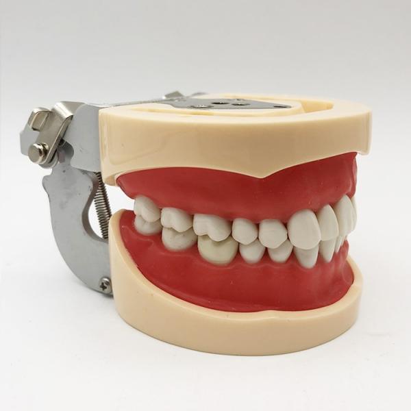 Resin Dental Study Models Histology , Non Toxic Orthodontic Teeth Model