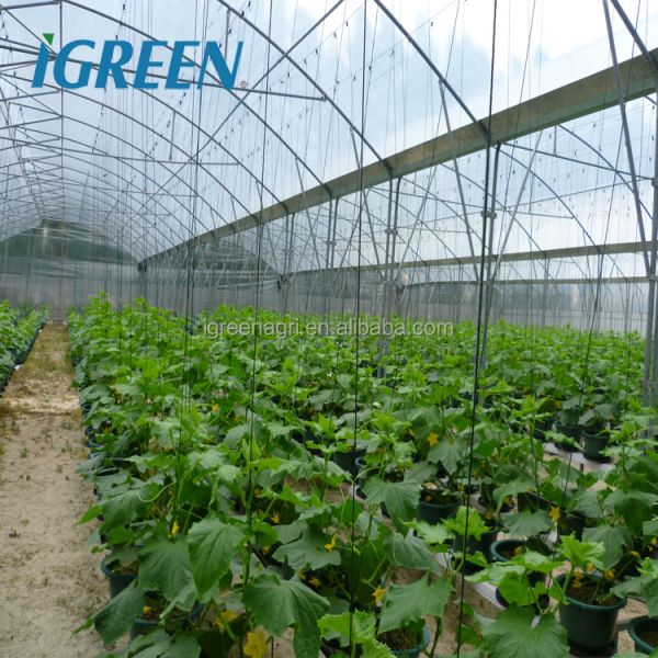 IGreen Multi-Span Agricultural Greenhouse with PE Film Cover Single Layer Customizable Size