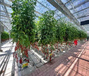 Galvanized Frame Single Span Tunnel Greenhouse Plastic Shed For Vegetables