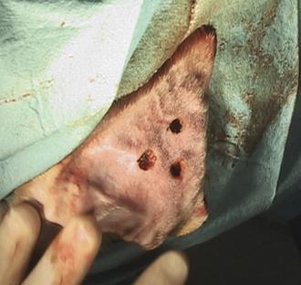 810nm Veterinary Laser Therapy Equipment 30W Cold Laser Therapy Device For Horses