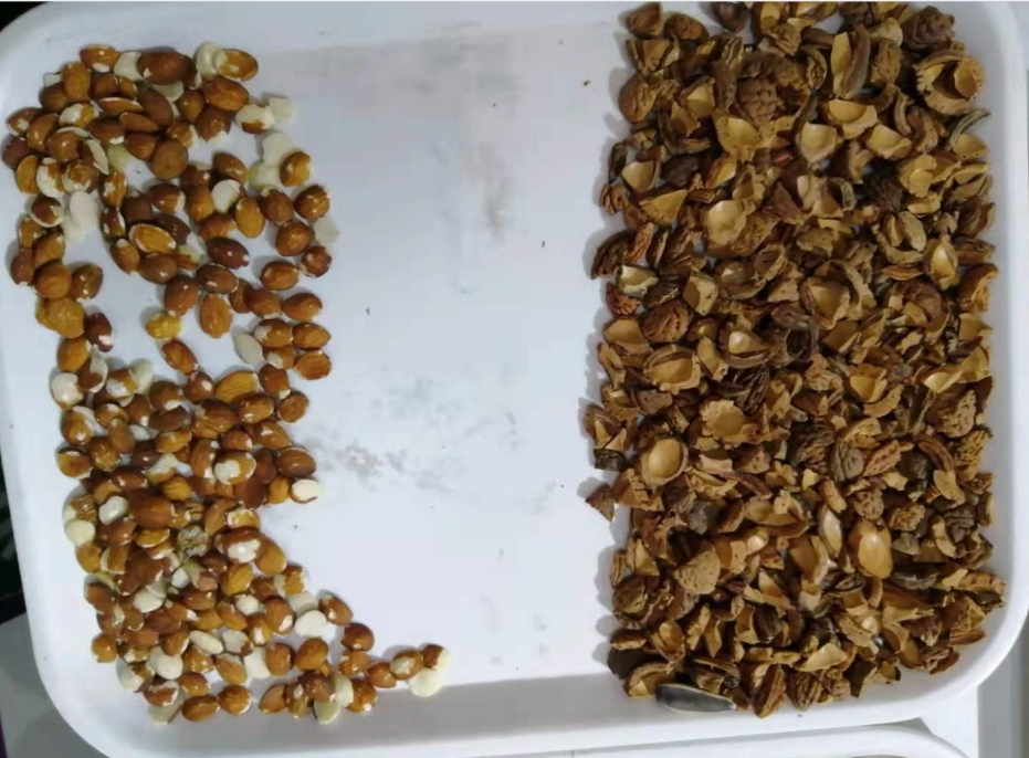 2023 Новый дизайн CCD Nuts Color Sorter Машина для разделения цвета грецкого ореха кешью кокосового ореха