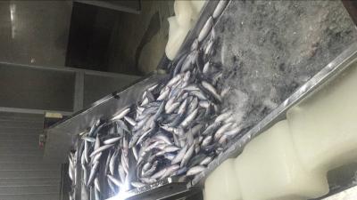 BRC aprovou a cavala congelada fresca Japonicus do Scomber de 60g 80g