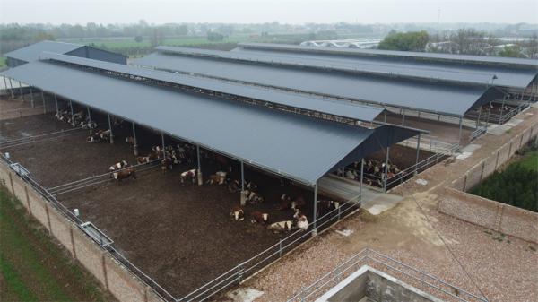 Q235B Q355B Steel Structure Cow Shed Economical Steel Frame Farm Buildings For Cow / Cattle Care