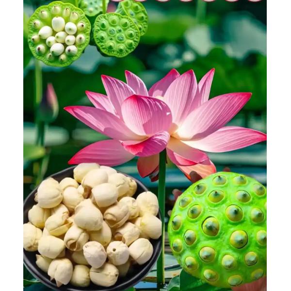 Graines de lotus blanches faites à la main sans fumigation au soufre