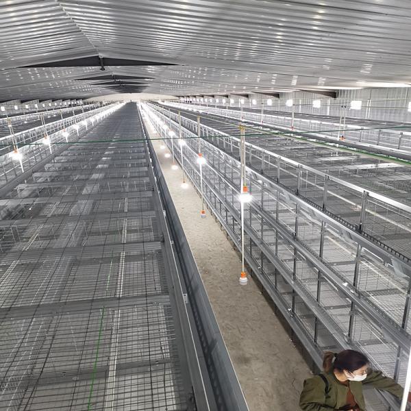 Позем H440mm очищая стальную клетку 17birds цыпленока младенца Q235 для птицы