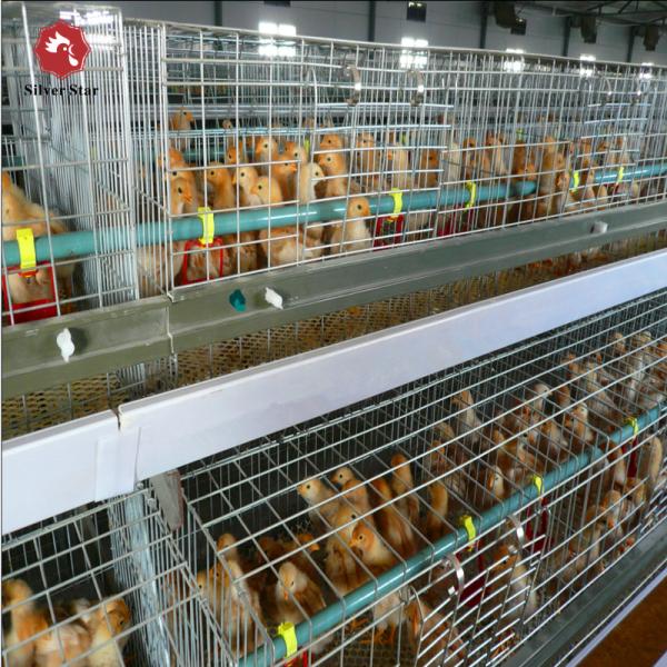 Caixas automáticas de frango para frangos do tipo H