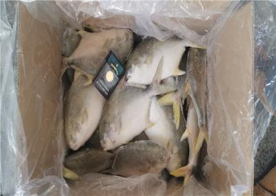 Marisco congelado fresco inteiro do círculo 300G 400G dos peixes dourados das xaputas