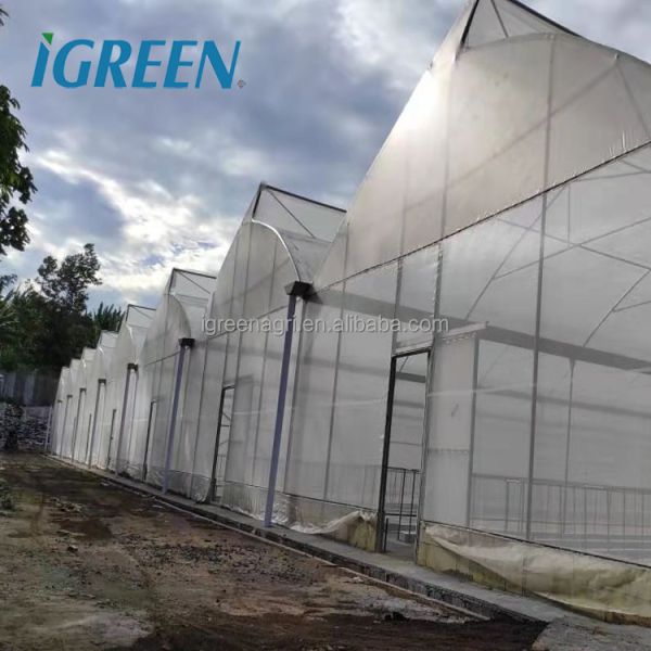 Large Single Layer PE/PVC Multi-Span Agricultural Greenhouse with Flat NFT Lettuce Hydroponic System