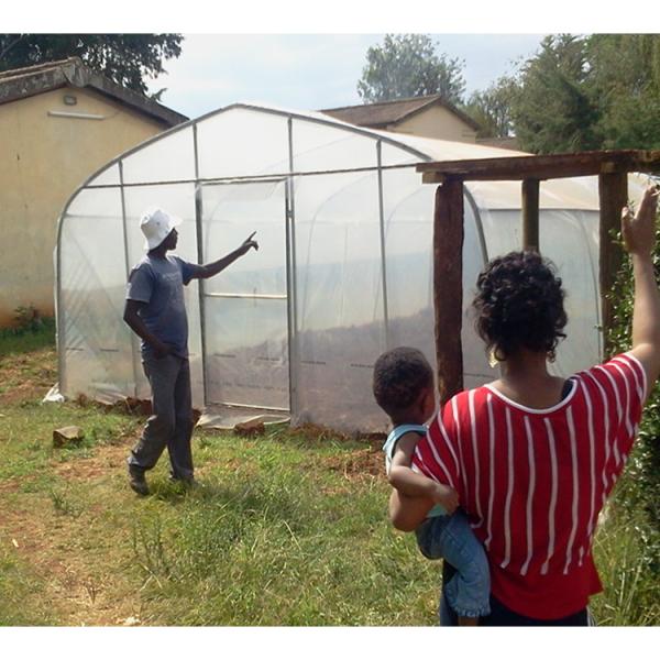 Vegetable Single Span Greenhouse Customized Small Outdoor Greenhouses IGreen