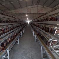 Tipo da rede de arame A da gaiola da galinha da camada de 120 ovos de equipamento das aves domésticas