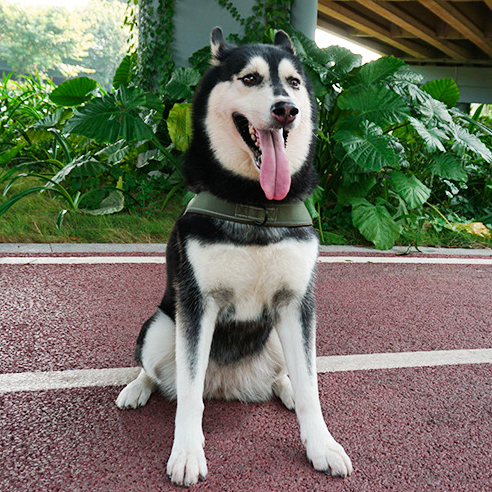 Oem Odm Custom Dog Accessories Leash And Harness Collar Tactical Designer Custom Safety Pet Dog Harness Set Dog Pet Harness