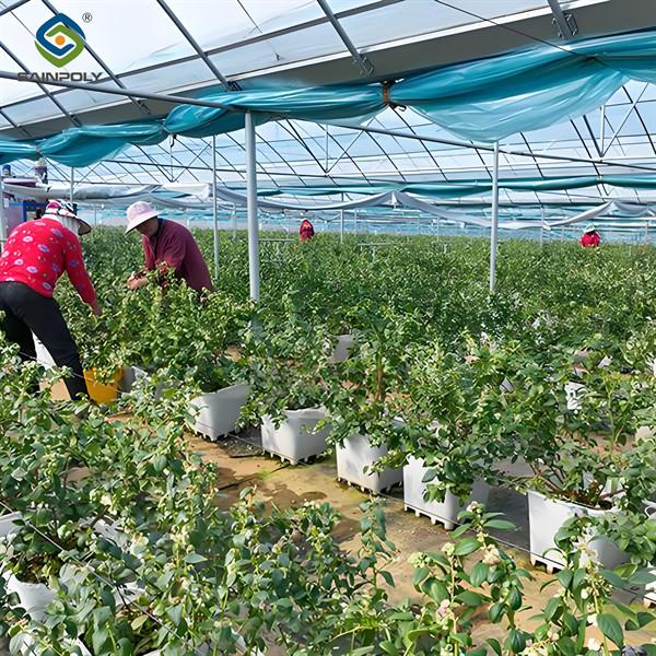 Professional Structure Agricultural Blueberry Greenhouse Customizable
