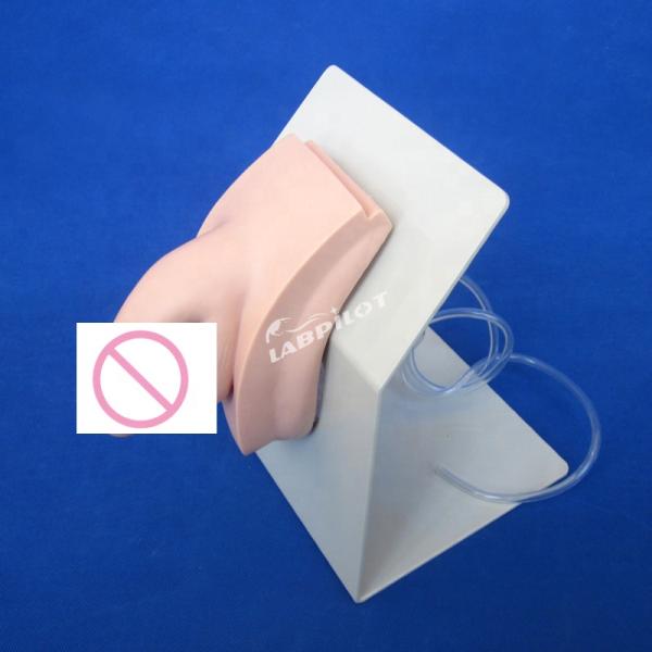 Realistic Human Manikin Economic Male Catheterization Teaching Simulator Nursing Training Model