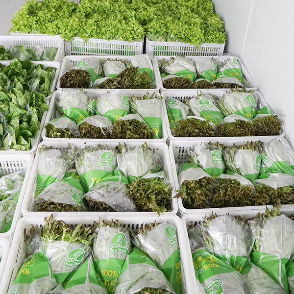 Heavy Duty Windproof Commercial Hot Houses Reinforced Plastic Greenhouse