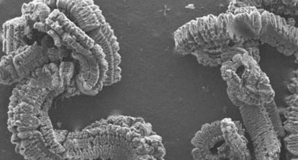 Alta extensión Rate For Metallurgical Industry del 5% Ash Expanded Graphite Powder 250ml/G