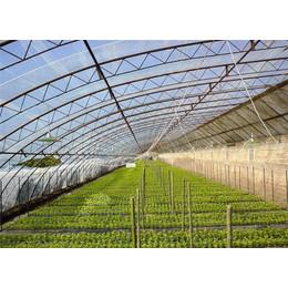Serre solaire agricole professionnelle pour la plantation de fleurs