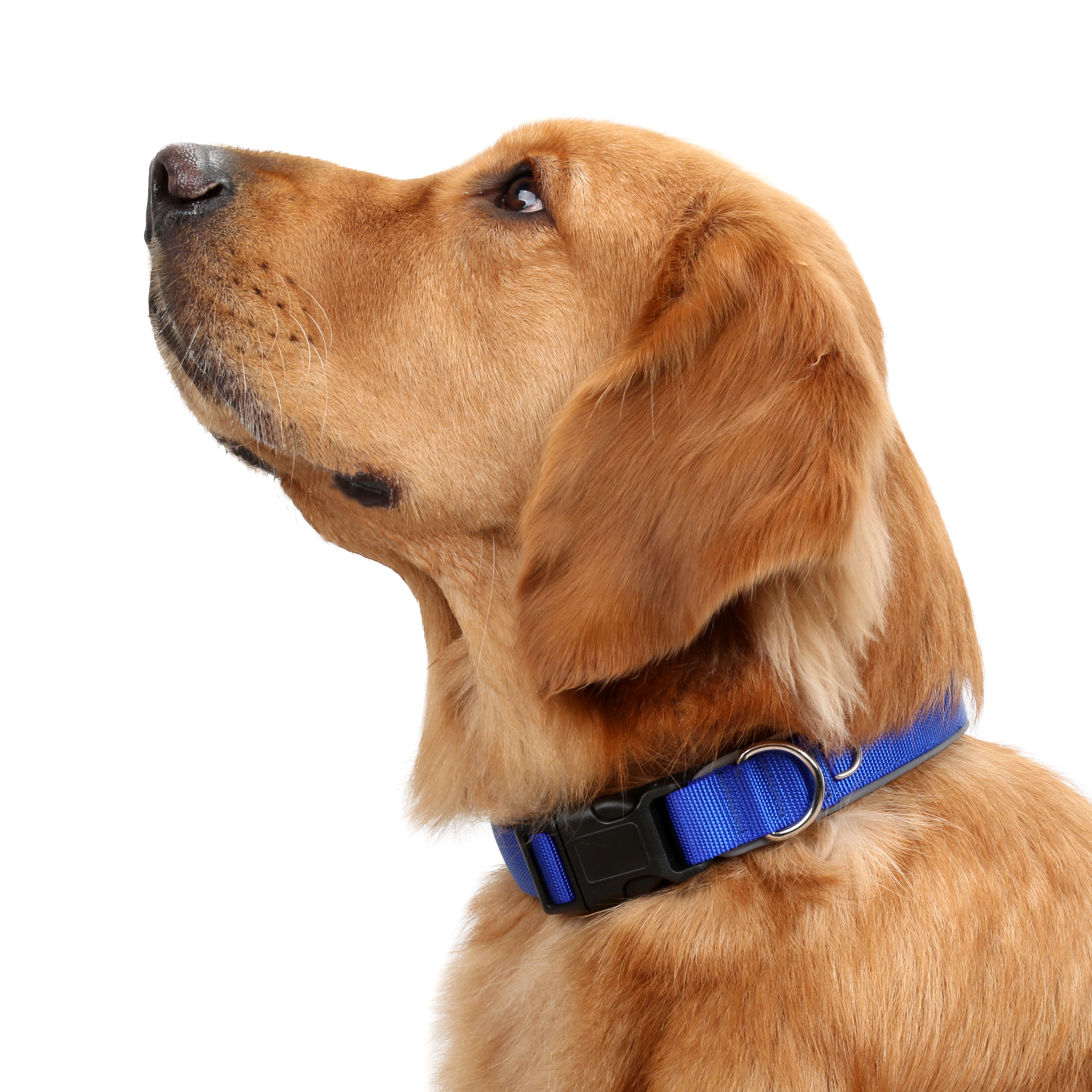 Perro para воротника регулируемой нашивки любимца руководства нейлона собаки лазера цепи воротника поводка собаки отражательной уютное