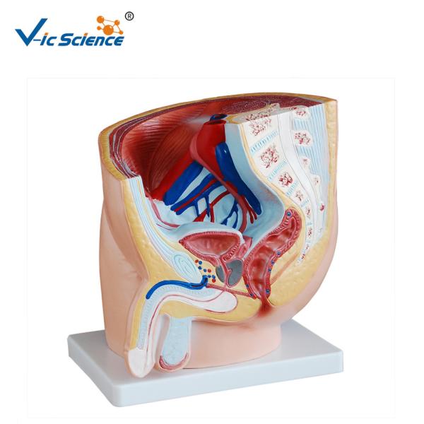 Eco - Friendly PVC Human Anatomical Model Male Pelvis Model 1 Part