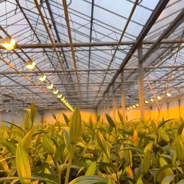 Customization Steel Structure Origin Glass Greenhouse Hydroponics System for Flowers