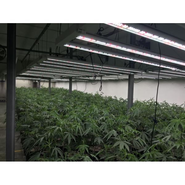 Снижаемый 780w Внутренний светодиодный рост Свет Теплицы Садоводство Коммерческое