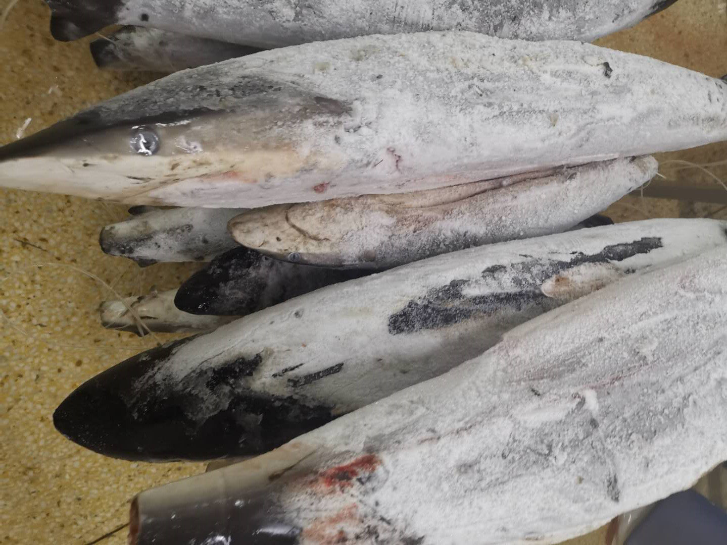 замороженный Марлин 10kg
