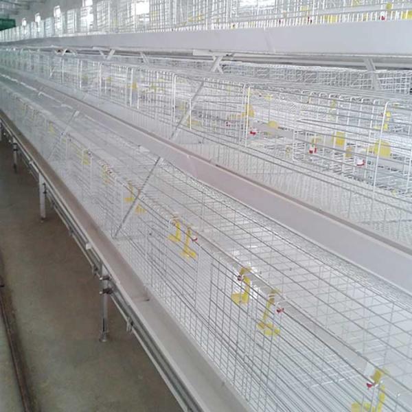 Waterproof 380V Broiler Chicken Cage Hot Galvanized Surface 20 - 25 Years Warranty